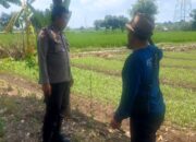 Polsek Labuapi Turun ke Sawah, Dorong Swasembada Pangan Petani