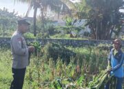 Polisi Labuapi Turun ke Kebun Jagung Dorong Ketahanan Pangan