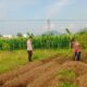 Sinergi Polri dan Petani, Polsek Labuapi Optimalkan Sektor Pertanian Demi Ketahanan Pangan