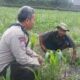 Perkuat Ketahanan Pangan Nasional, Polsek Batulayar Bergerak Pendampingan Lahan Produktif
