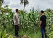 Bhabinkamtibmas Desa Labuapi Turun ke Sawah, Sukseskan Ketahanan Pangan