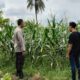 Strategi Bhabinkamtibmas Labuapi Jaga Ketahanan Pangan Lewat Sektor Jagung