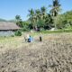 Antisipasi Gagal Panen, Bhabinkamtibmas Kuripan Edukasi Teknik Semprot Bibit Jagung