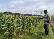 Kawal Kedaulatan Pangan, Bhabinkamtibmas Polsek Labuapi Sambangi Petani di Lombok Barat