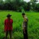 Sinergi Polsek Labuapi dan Petani Jaga Ketahanan Pangan
