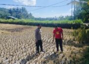 Kawal Ketahanan Pangan, Bhabinkamtibmas Turun Langsung ke Sawah Amankan Musim Tanam Ketiga