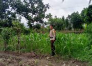 Kencangkan Ketahanan Pangan Desa, Bhabinkamtibmas Terong Tawah Dampingi Warga Olah Pekarangan