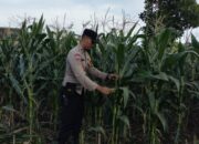 Bhabinkamtibmas Turun Ke Sawah, Dorong Kemandirian Pangan Warga Desa Labuapi