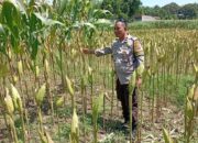 Dukung Swasembada Pangan Nasional, Bhabinkamtibmas Polsek Labuapi Edukasi Petani Lombok Barat