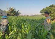 Langkah Konkret Polsek Labuapi Dorong Kemandirian Pangan Warga Melalui Pemanfaatan Lahan