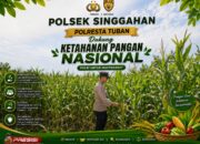 Polsek Singgahan Polresta Tuban Turun Cek Tanaman jagung Warga di Desa Mulyoagung