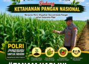 Polisi Polsek jenu Polres Tuban Turun ke Ladang, Dampingi Petani Jagung Dukung Ketahanan Pangan . .
