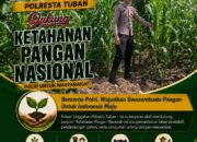 Polsek Singgahan Polresta Tuban Turun Cek Tanaman jagung Warga di Desa Mulyorejo