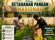 Polisi Polsek jenu Polres Tuban Turun ke Ladang, Dampingi Petani Jagung Dukung Ketahanan Pangan
