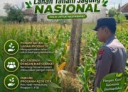 Polsek Tambakboyo Polres Tuban Turun Cek Tanaman jagung Warga di Desa Ngulahan