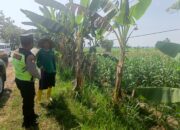Polri Dukung Astacita, Polsek Rengel Polres Tuban Turun Cek Tanaman Jagung Warga di Desa Rengel