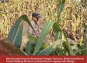 Bhabinkamtibmas Polsek Widang Monitoring Pertumbuhan Jagung