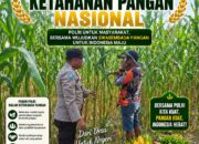 DALAM RANGKA DUKUNG PROGRAM ASTACITA, ANGGOTA POLSEK PARENGAN POLRESTA TUBAN SAMBANGI PETANI JAGUNG DI DESA KUMPULREJO KEC. PARENGAN KAB. TUBAN