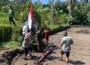 Babinsa Dampingi Tabela, Petani Suranadi Dorong Pertanian Modern