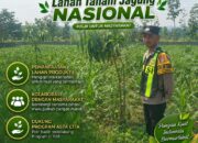 Polsek Singgahan Polresta Tuban Turun Cek Tanaman jagung Warga di Desa Mulyorejo
