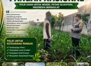 DUKUNG ASTA CITA, BHABINKAMTIBMAS DESA MARGOREJO KECAMATAN KEREK PANTAU AKTIVITAS PETANI JAGUNG DI DESA BINAAN