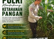 Polri Dukung Astacita, Polsek Merakurak Polres Tuban Turun Cek Tanaman Jagung Warga di Desa Tuwiri Wetan
