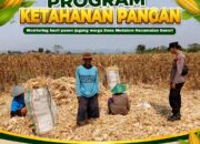 Anggota Bhabinkamtibmas Polsek Senori Polres Tuban Turun ke Ladang, Bantu Warga Desa Medalem Panen Jagung