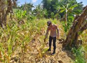 Polri Dukung Astacita, Polsek Grabagan Polresta Tuban Turun Cek Tanaman jagung milik Warga di Desa Grabagan