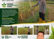 Dukung Astacita Presiden, Polsek Kenduruan Polresta Tuban Pantau Perkembangan Tanaman Jagung Warga