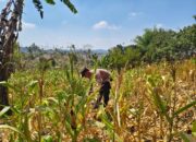 Polri Dukung Astacita, Polsek Grabagan Polresta Tuban Turun Cek Tanaman jagung milik Warga di Desa Grabagan