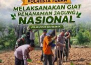 Anggota Polsek Bancar Bersama Forkopimcam dan Warga Gelar Penanaman Jagung Serentak di Desa Siding