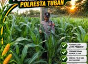 Polisi RW Polsek Senori Polresta Tuban Pantau Kodisi Tanaman Jagung Milik Warga Desa Medalem Guna Mendukung Program Ketahanan Pangan