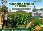 Polsek Montong Polresta Tuban Turun Cek Tanaman jagung Warga di Desa Pakel