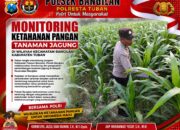 MONITORING KETAHANAN PANGAN TANAMAN JAGUNG DI WILAYAH KECAMATAN BANGILAN