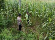 Polsek Tambakboyo Polresta Tuban Dampingi Petani Jagung di Desa Sawir, Wujudkan Ketahanan Pangan