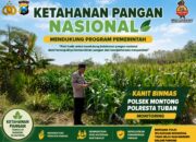 Polsek Montong Polresta Tuban Turun Cek Tanaman jagung Warga di Desa Pucangan