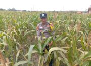 Dukung Astacita Presiden, Polsek Kenduruan Polresta Tuban Perkuat Ketahanan Pangan Melalui Pendampingan Petani Jagung