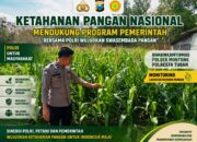 Polsek Montong Polresta Tuban Turun Cek Tanaman jagung Warga di Desa Pakel