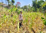 Polri Dukung Astacita, Polsek Grabagan Polresta Tuban Turun Cek Tanaman jagung milik Warga di Desa Grabagan