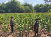 DALAM RANGKA MENDUKUNG PROGRAM KETAHANAN PANGAN, ANGGOTA POLSEK PARENGAN SAMBANGI PETANI JAGUNG DI DESA SELOGABUS KEC. PARENGAN