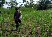 Polsek Grabagan Polresta Tuban Turun Langsung Cek Tanaman Jagung Warga