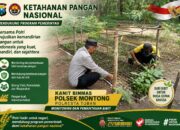 Polsek Montong Polresta Tuban Turun Cek Tanaman jagung Warga di Desa Pucangan