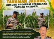 Bhabinkamtibmas Polsek Kenduruan Polresta Tuban Cek Perkembangan Tanaman Jagung, Dukung Program Ketahanan Pangan Nasional