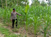Dekat dengan Lahan, Polsek Tambakboyo Kawal Pertumbuhan Jagung Warga