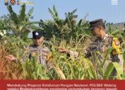 Bhabinkamtibmas Polsek Widang Monitoring Pertumbuhan Jagung
