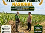 ANGGOTA POLSEK PARENGAN POLRESTA TUBAN DORONG KETAHANAN PANGAN MELALUI PENDAMPINGAN PETANI JAGUNG DI DESA MERGOASRI KEC. PARENGAN KAB. TUBAN