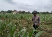 Dukung Swasembada Pangan, Polsek Tambakboyo Polresta Tuban Monitoring Lahan Jagung Warga