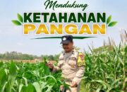Polisi RW Polsek Senori Polresta Tuban Monitoring Tanaman Jagung Milik Warga Desa Medalem Dukung Program Ketahanan Pangan