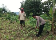 Polsek Grabagan Polresta Tuban Turun Langsung Cek Tanaman Jagung Warga