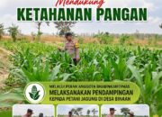 Mendukung Program Ketahanan Pangan Nasional Anggota Bhabinkamtibmas Polsek Senori Polresta Tuban Lakukan Pemantauan Tanaman Jagung Warga Desa Jatisari